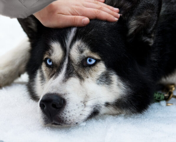 L’Husky gioca a nascondino con la padrona e dimostra di avere una marcia in più (video)