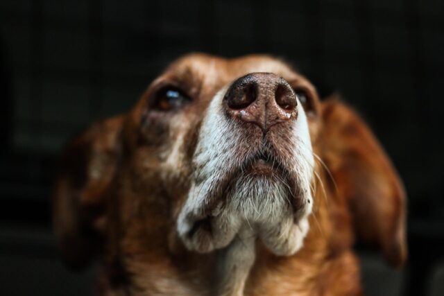I cani anti-Covid sfruttano il loro fiuto per individuare i positivi:  «Screening del futuro»