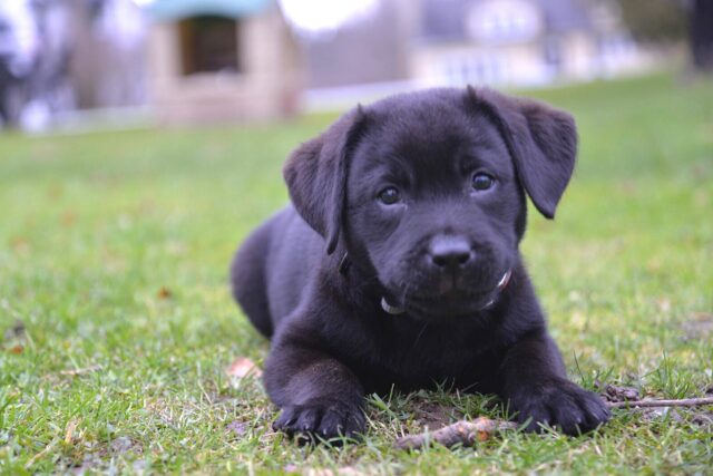 I cuccioli di Labrador provano per la prima volta un divertente scivolo (video)