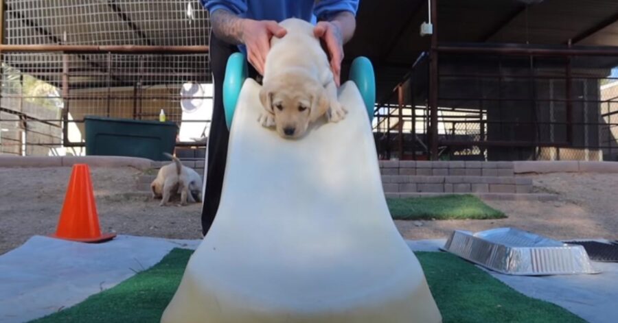 Cucciolo di Labrador su uno scivolo