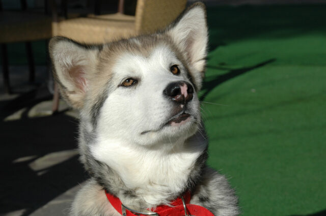 Gli Alaskan Malamute assaggiano il gelato per la prima volta e capiscono di non poterne più fare a meno (video)