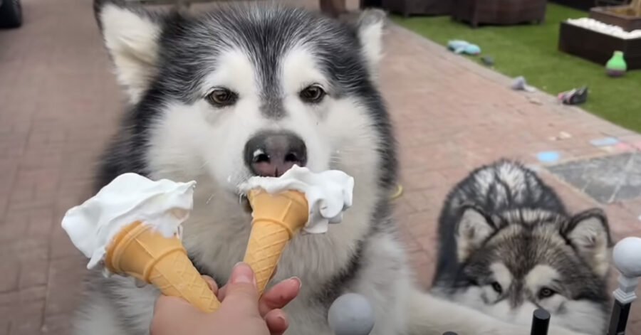 Cane che mangia il gelato