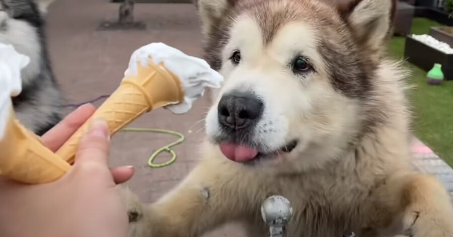 Alaskan Malamute che mangia il gelato