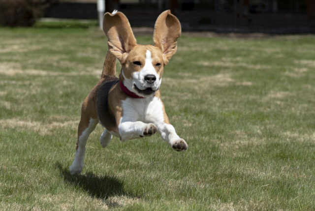 I due Beagle si affrontano per la prima volta nella sfida del muro invisibile (video)