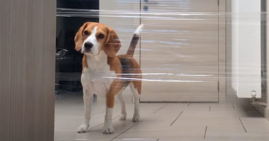 Beagle che osserva un muro fatto con la pellicola