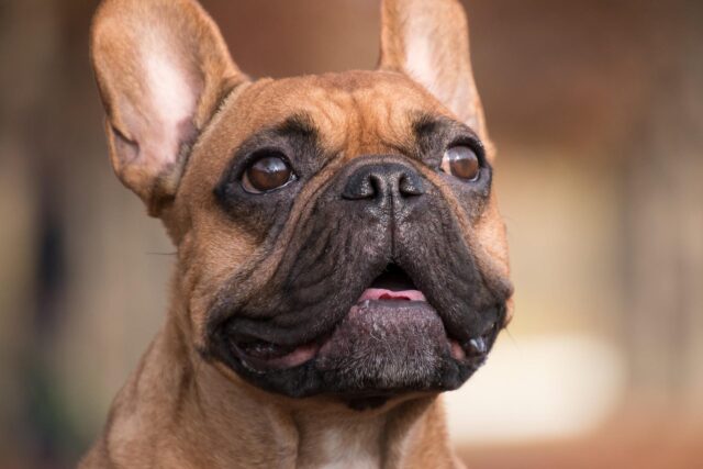 I due Bulldog Francese devono prendere una decisione difficile: amano più il papà o la mamma? (video)