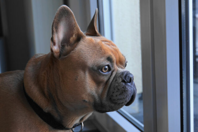 I due Bulldog Francese giocano a nascondino con il loro papà (video)