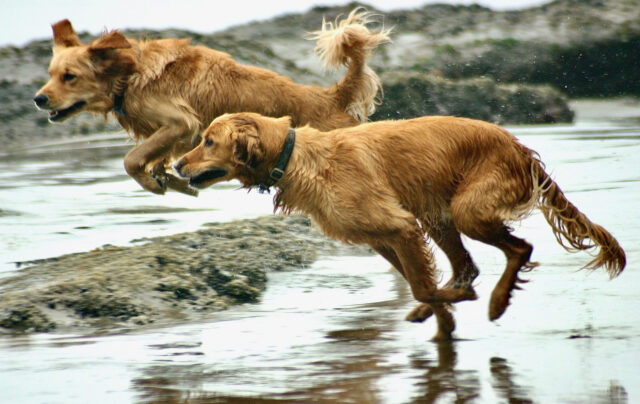 I due Golden Retriever hanno imparato un bel trucco per ricevere dei gustosi snack (video)