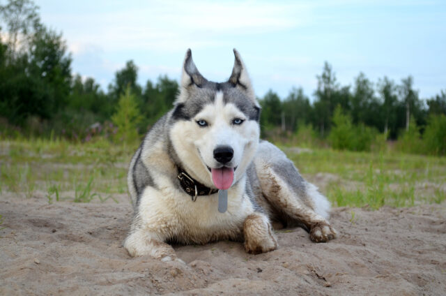 I proprietari di questo Husky fingono che il loro cane sia invisibile: la sua reazione è tutta da ridere (video)