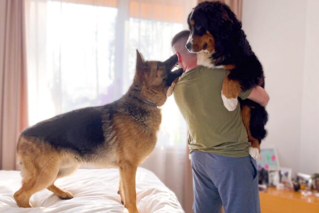 Il Bovaro del Bernese cerca di ignorare il suo amico Pastore Tedesco che fa il geloso (video)