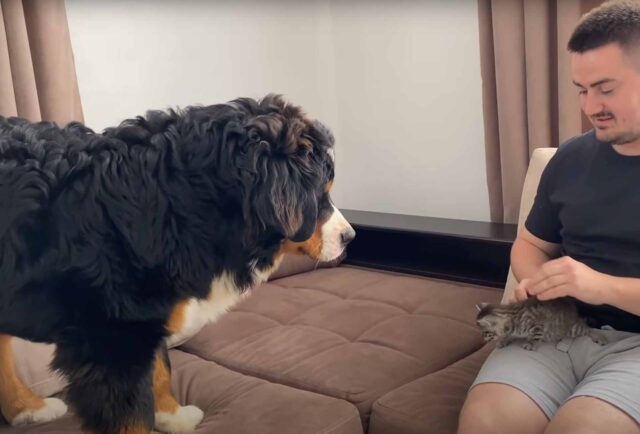 Il Bovaro del Bernese incontra per la prima volta il nuovo membro della famiglia, un gattino piccolissimo (video)