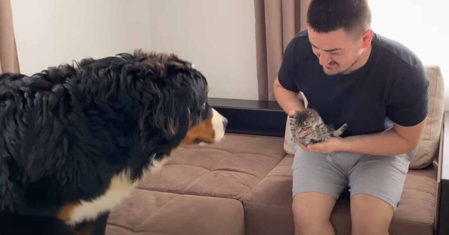 Bovaro del Bernese incontra un gattino