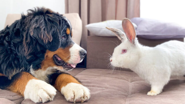 Il Bovaro del Bernese incontra un coniglietto per la prima volta (video)