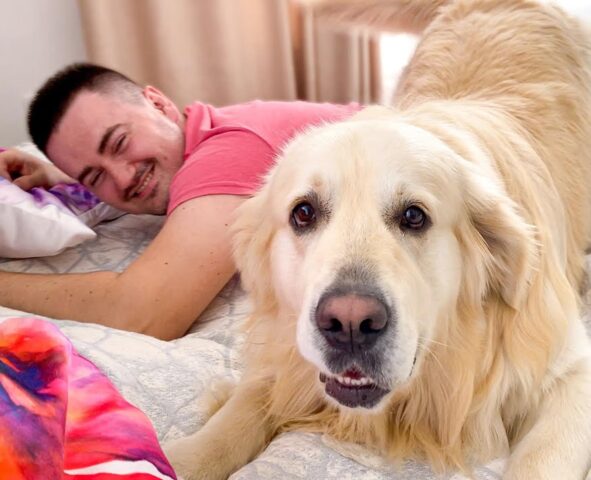 Il Golden Retriever, convinto di essere ancora un cucciolo, fa un tenero attacco al suo papà (video)