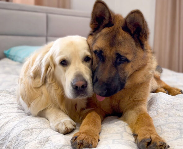 Il Golden Retriever e il Pastore Tedesco sono amici fin da piccoli e il video dei migliori momenti della loro amicizia è unico