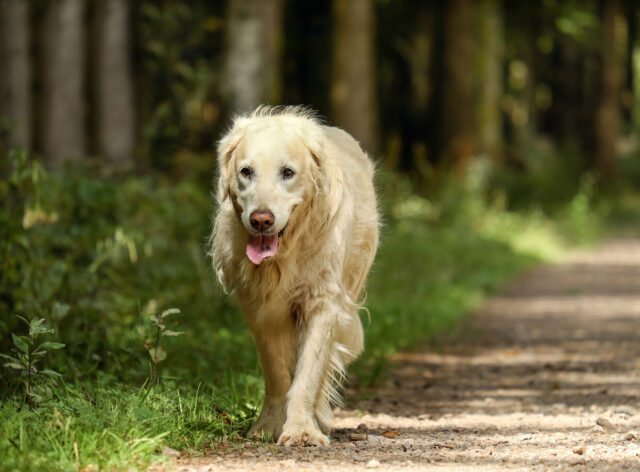 Il Golden Retriever incontra per la prima volta una tartaruga minuscola e non riesce a trattenere l’entusiasmo (video)