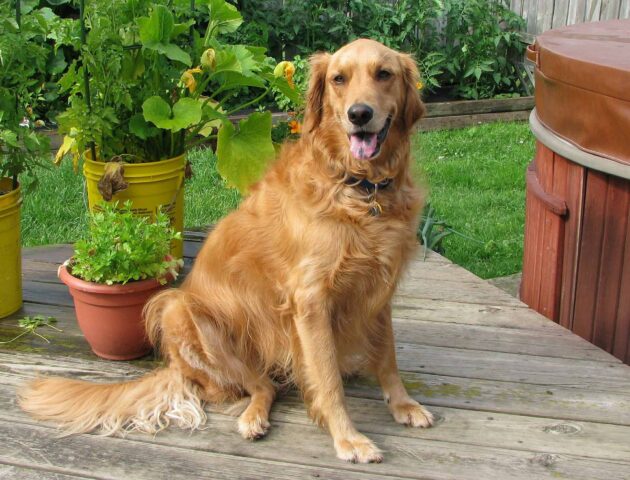 Il Golden Retriever non sta più nella pelle di fronte al nuovo regalo: vuole provarlo subito (video)