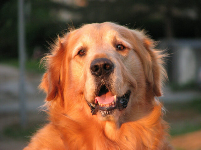 Il Golden Retriever prova a superare la challenge dell’uovo: riuscirà a non romperlo? (video)