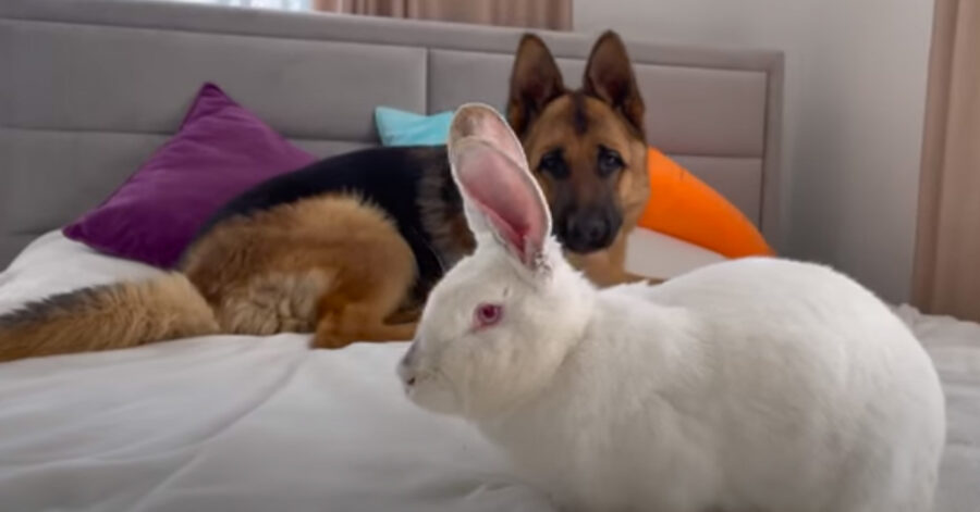 Cane insieme a un coniglio