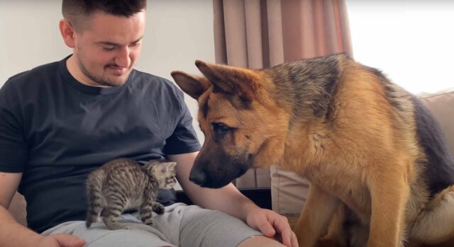 Il Pastore Tedesco incontra per la prima volta un gattino, il suo futuro fratellino (video)