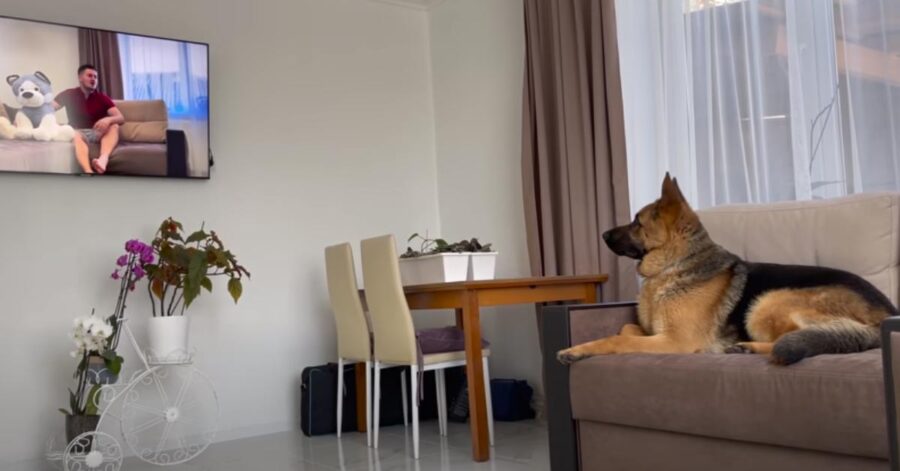 Cane sul divano che guarda la tv