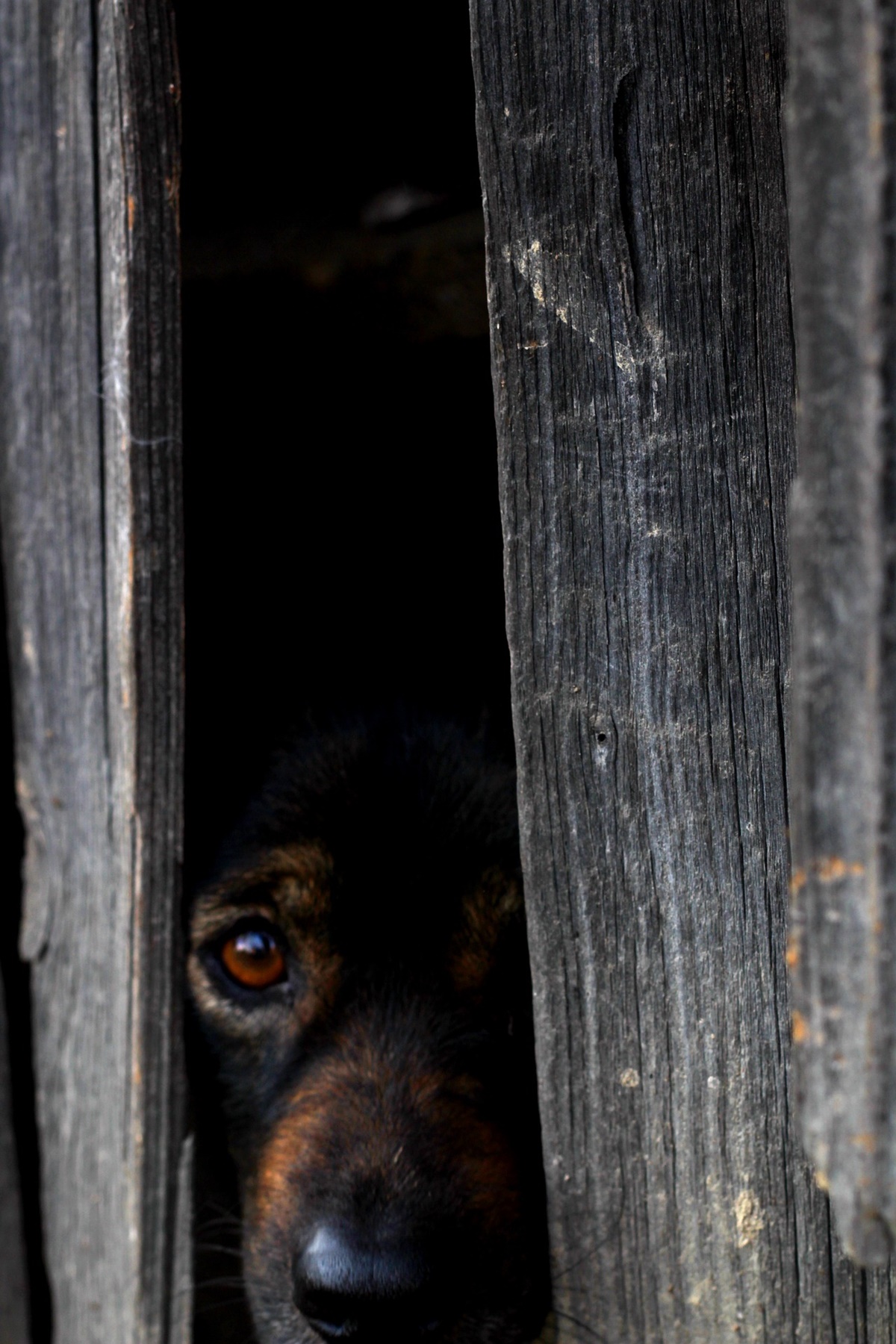 cane si nasconde nel buio