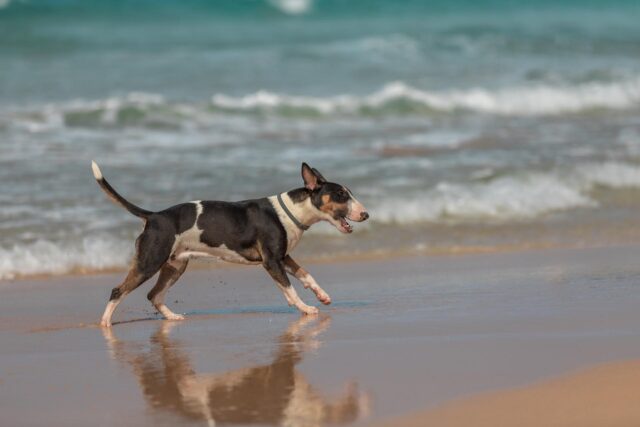 Il cane vede per la prima volta l’oceano e ha una reazione davvero unica (video)