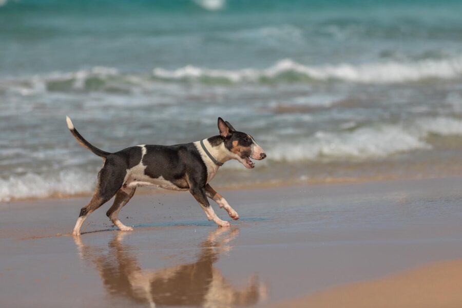 Cane che corre in riva al mare