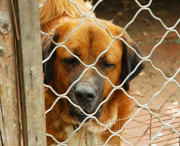 Il canile di Trento ha dato vita a un progetto per fermare le staffette illegali