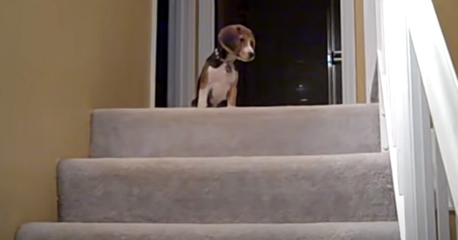 Beagle in cima a delle scale