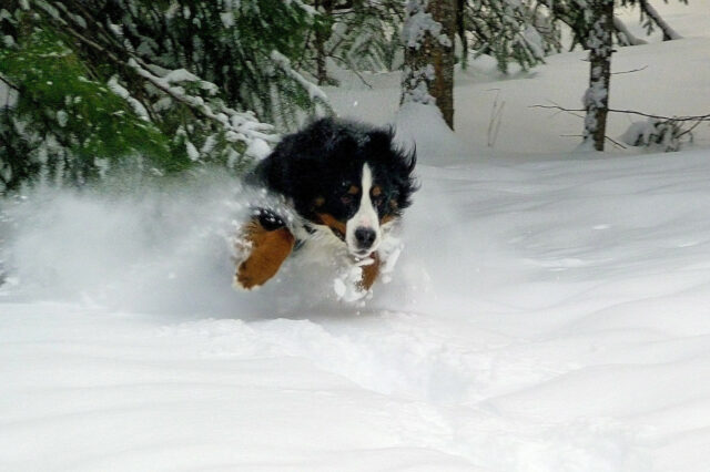 Il cucciolo di Bovaro del Bernese e il Golden Retriever vedono per la prima volta la neve (video)