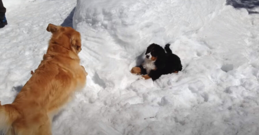 Due cani giocano nella neve