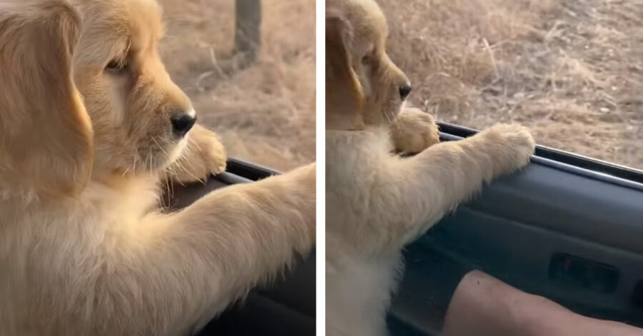 Cucciolo di Golden Retriever affacciato al finestrino