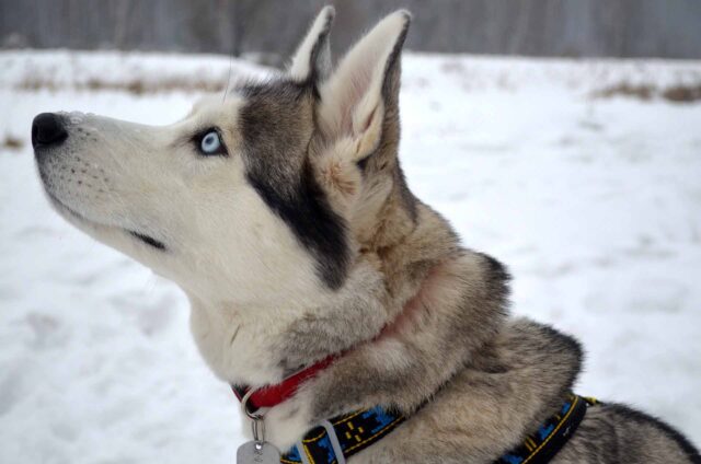 Il cucciolo di Husky ha una reazione molto tenera di fronte al suo padrone travestito da… Husky! (video)