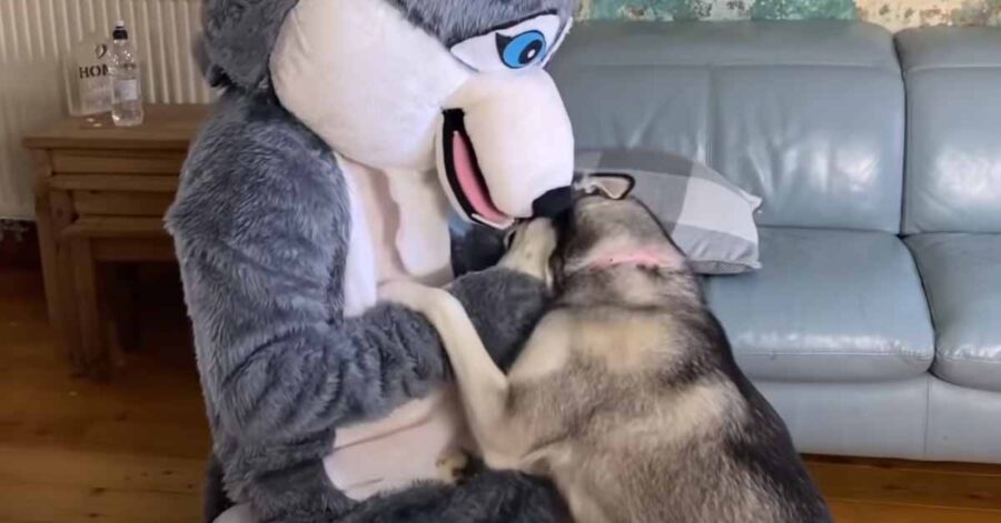 Husky che gioca con il proprietario che si è travestito