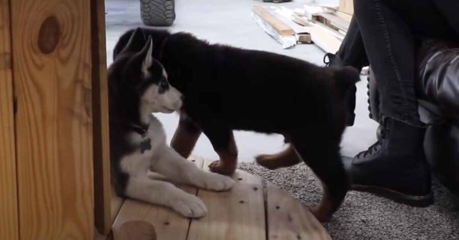 Cucciolo di Husky insieme ad un cucciolo di Rottweiler