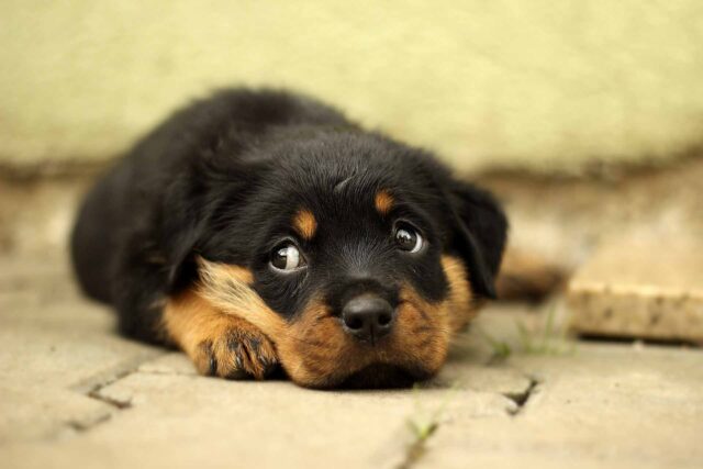 Il cucciolo di Rottweiler incontra il suo papà per la prima volta (video)