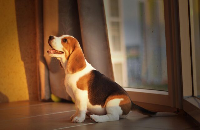 Il papà Beagle e il suo cucciolo si rendono protagonisti di una tenera conversazione (video)