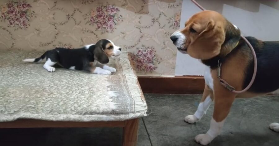 Beagle con un cucciolo