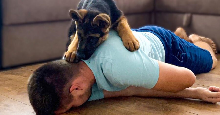 Cucciolo di cane con il proprietario