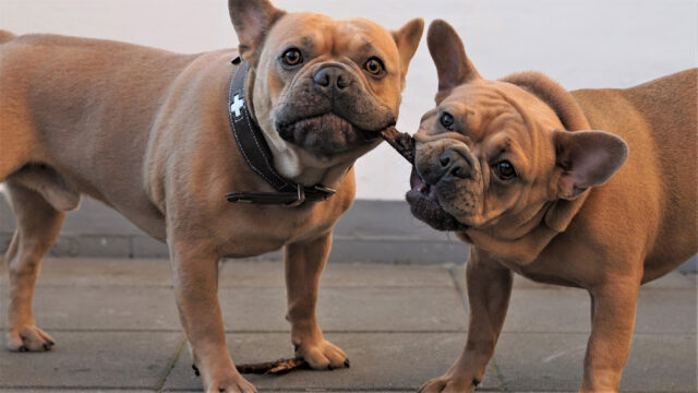 Il video dell’amicizia tra questi due Bulldog Francese che sono inseparabili da ormai 5 anni