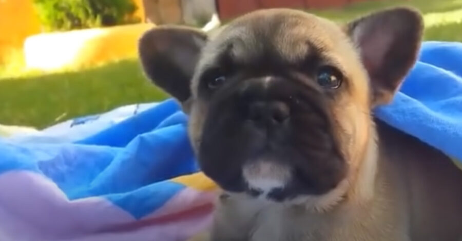 Cucciolo di cane che osserva