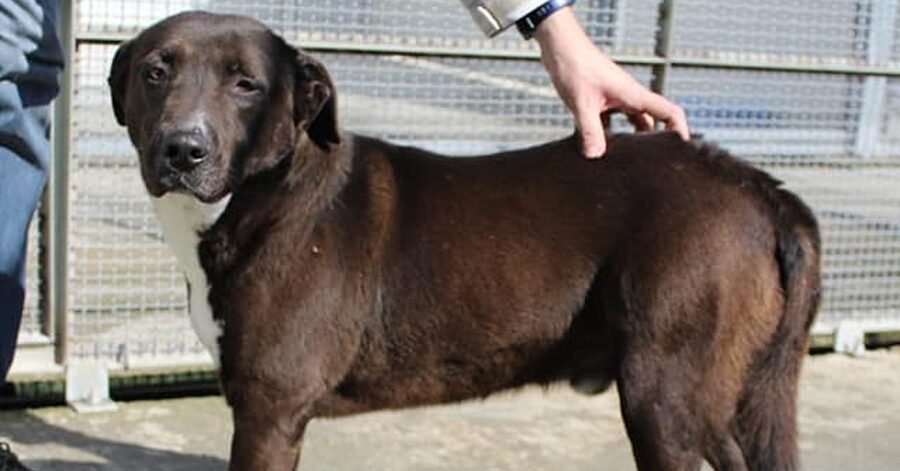 Cagnolino bianco e nero