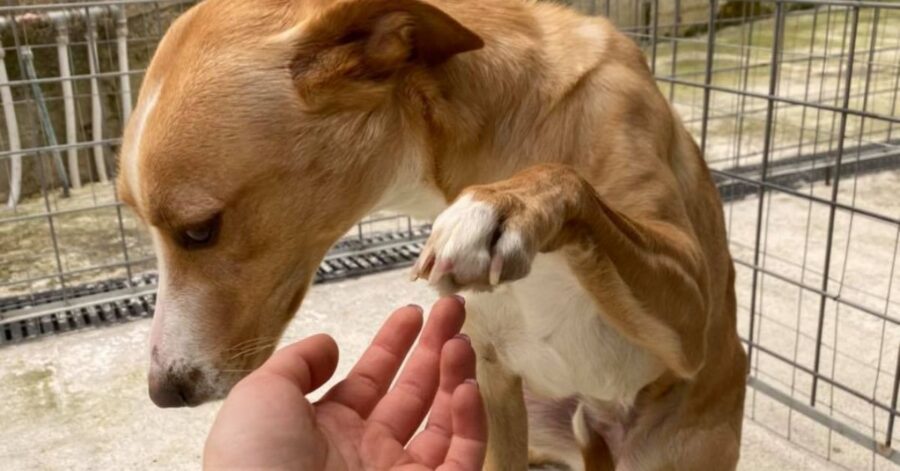 cagnolina dà la zampa