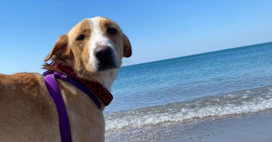 cagnolina al mare