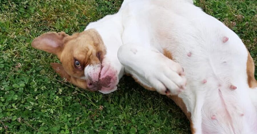 piccola cagnolina a pancia in su