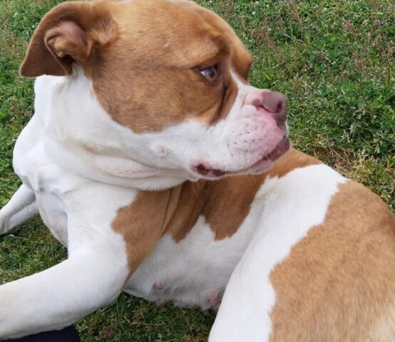 Kyla, la dolce American Bulldog in cerca di una famiglia amorevole