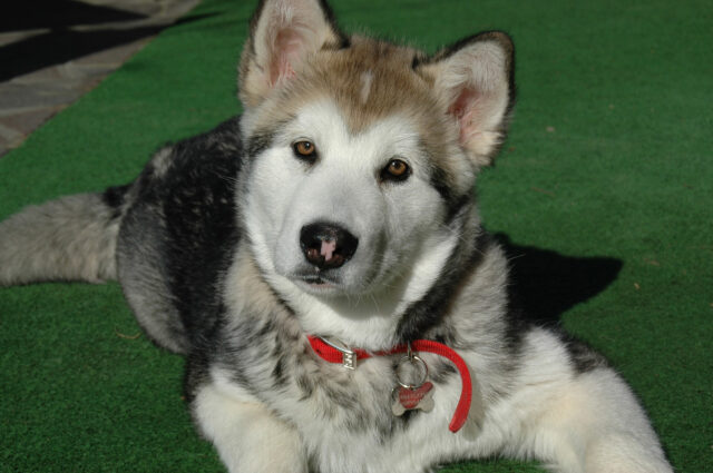 L’Alaskan Malamute incontra per la prima volta dopo tanto tempo il suo fratellino (video)