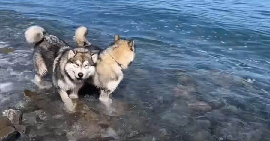 Due cani che fanno il bagno in mare