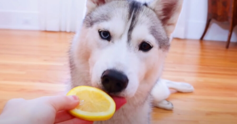 Cane che lecca un limone